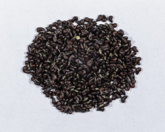 A top down photograph of a small pile of Acanthorhipsalis monacantha seeds.