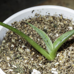 A photograph of a Agave havardiana seedling.