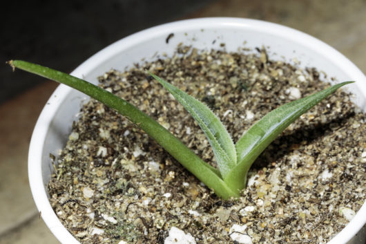 A photograph of a Agave havardiana seedling.