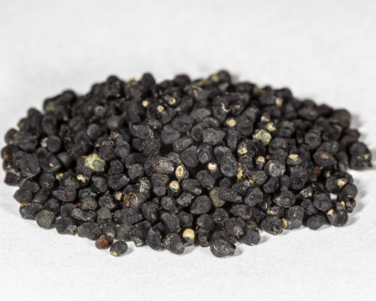 An angled front view of a small pile of Ariocarpus fissuratus (False Peyote) seeds.