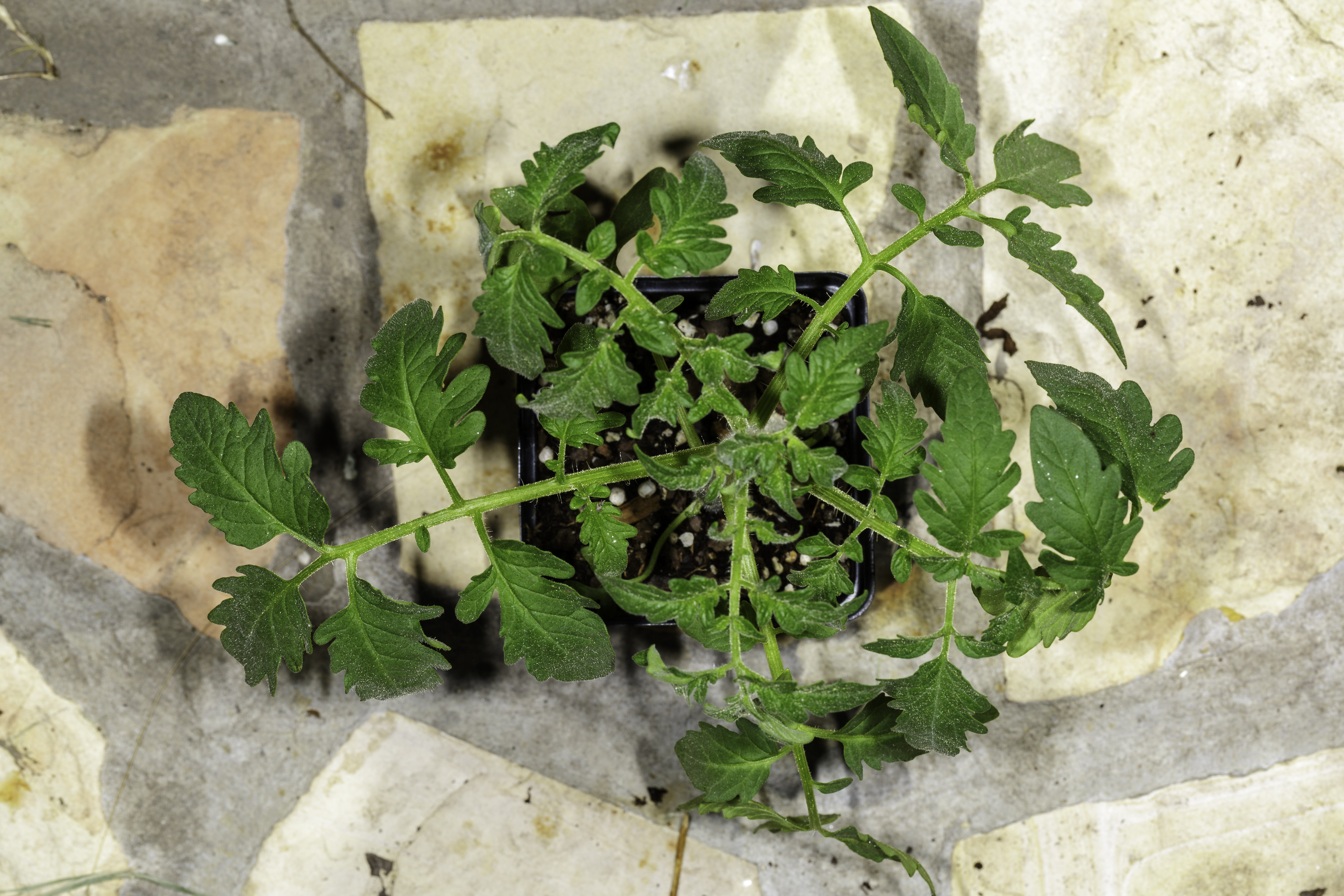 Heirloom Black Krim Tomato Seeds - NDG Botanicals