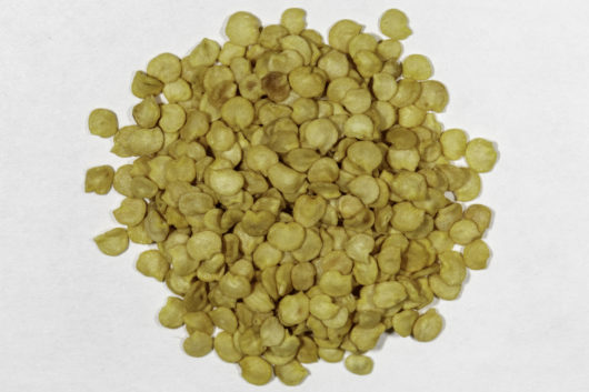 A top down view of a small pile of Chiletepin seeds.