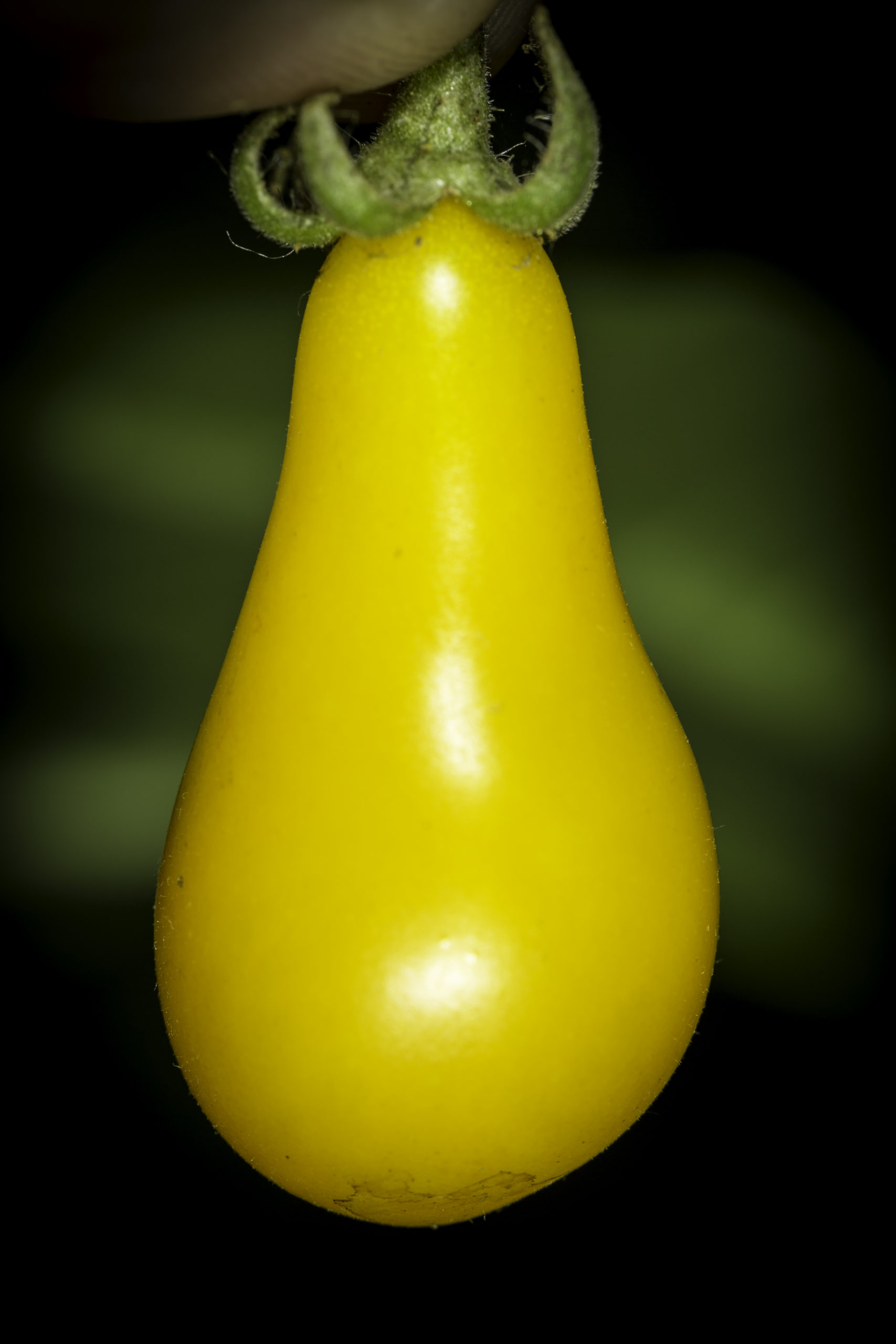 Yellow Pear Tomato
