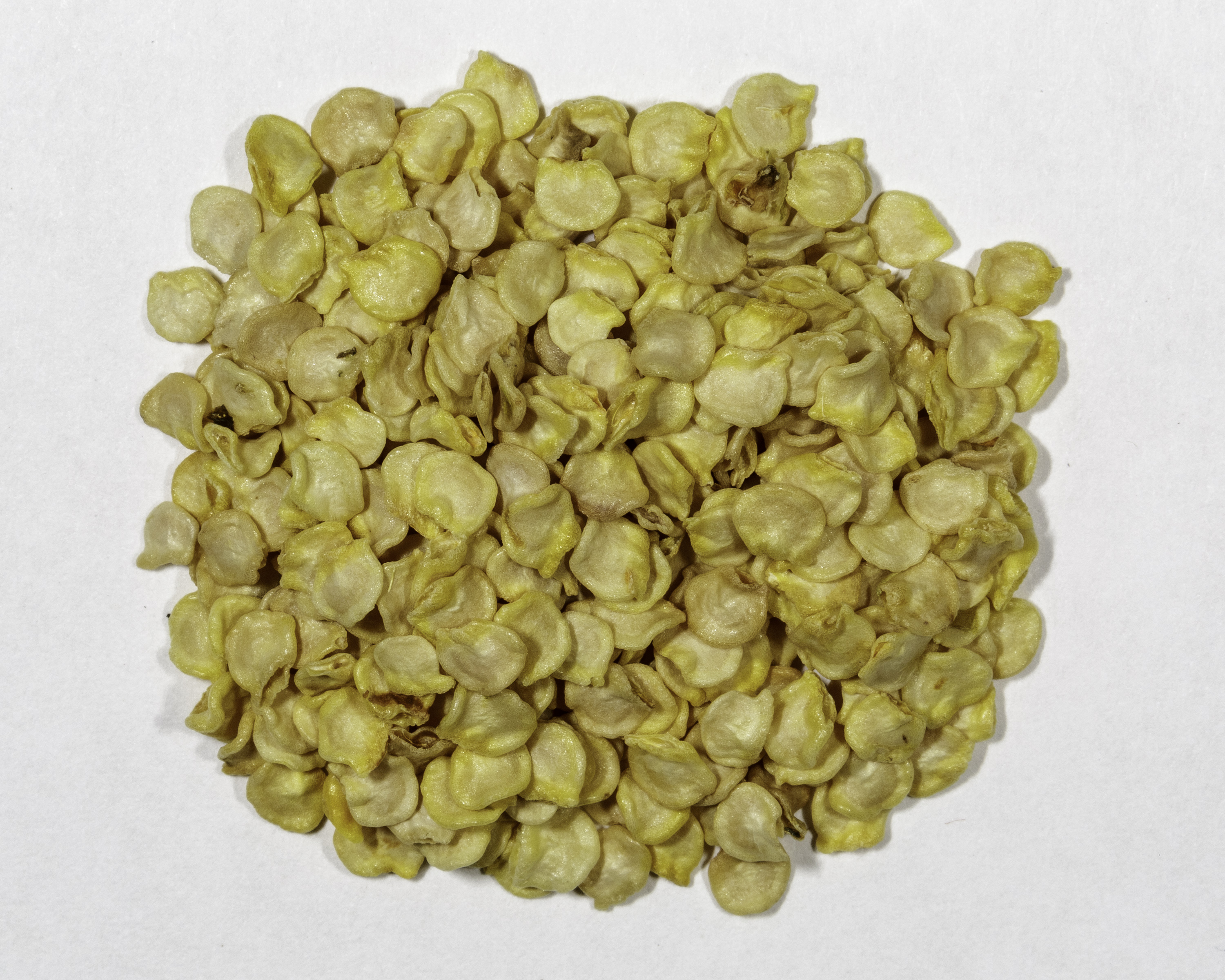 Capsicum chinense “Chocolate Habanero” Pepper Seeds NDG Botanicals