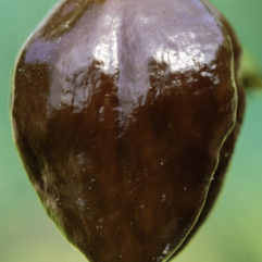 A macro photograph of a single Chocolate Habanero pepper still on the plant.