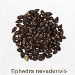 A top down view of a small pile of Ephedra nevadensis (Nevada Ephedra) seeds.