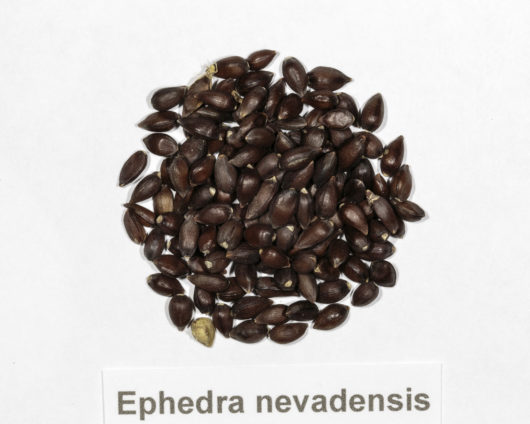A top down view of a small pile of Ephedra nevadensis (Nevada Ephedra) seeds.