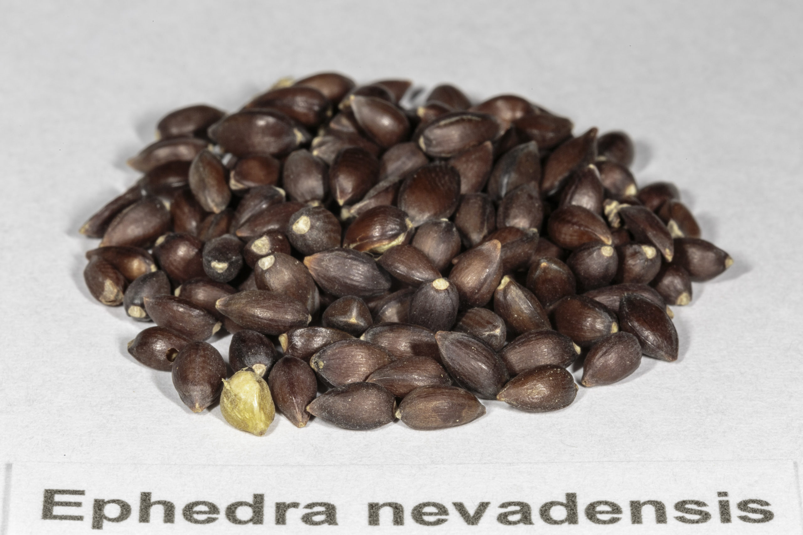 Ephedra Ephedra Nebrodensis 100 Saatgut seeds