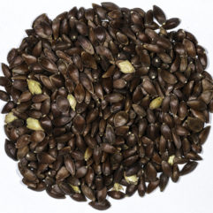 A top down view of a small pile of Ephedra viridis (Green Ephedra) seeds.