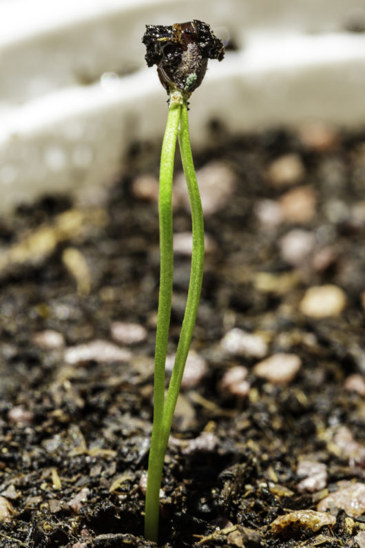 A single Ephedra viridis (Green Ephedra) seedling growing in a small pot.