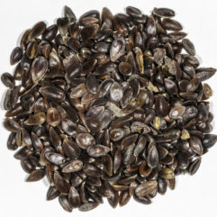 A top down view of a small pile of Ephedra sinica (Ma Huang) seeds.
