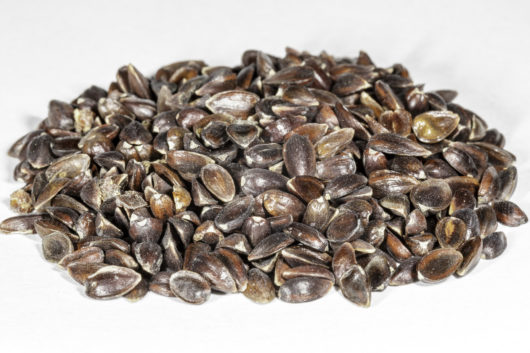 An angled front view of a small pile of Ephedra sinica (Ma Huang) seeds.