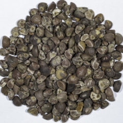 A top down photograph of a large pile of Argyreia nervosa (HBWR) seeds.