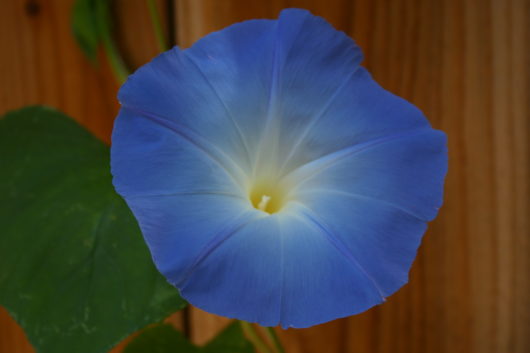 An image of a single "Heavenly Blue" Morning Glory flower against a cedar fence.