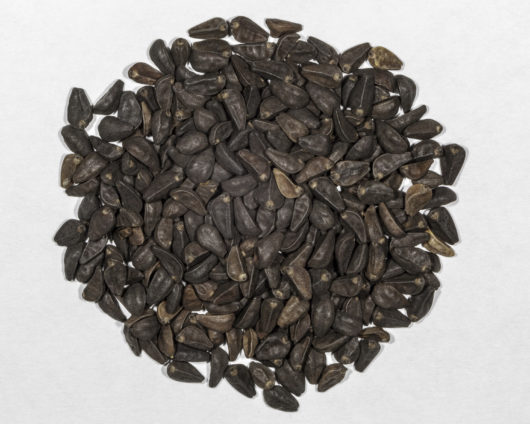 A top down view of a small pile of Ipomoea violacia (Morning Glory) seeds.