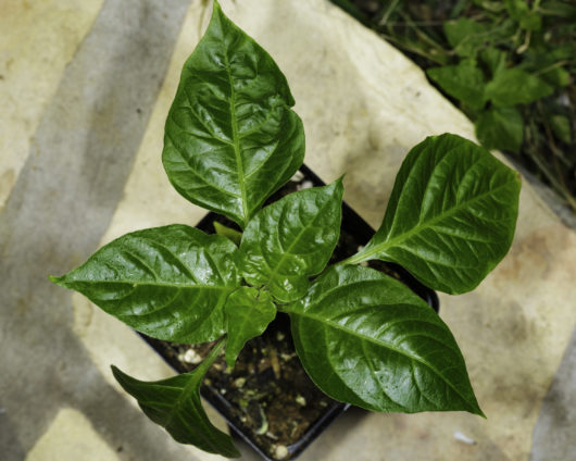 A photograph of a small Red Habanero plant that has been grown from seed.