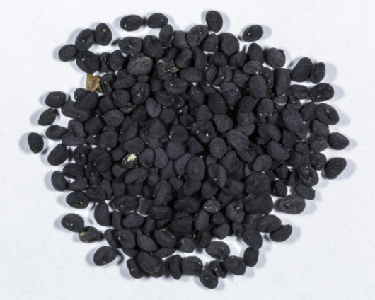 A top down view of a small pile of Scutellaria baicalensis (Baikal skullcap) seeds.