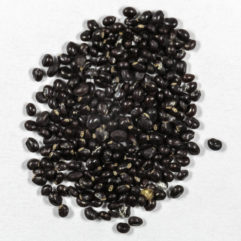 A top down view of a small pile of Trichocereus huascha (Red Torch Cactus) seeds.
