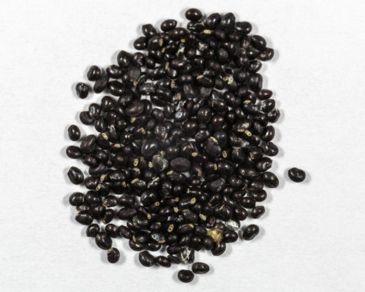 A top down view of a small pile of Trichocereus huascha (Red Torch Cactus) seeds.