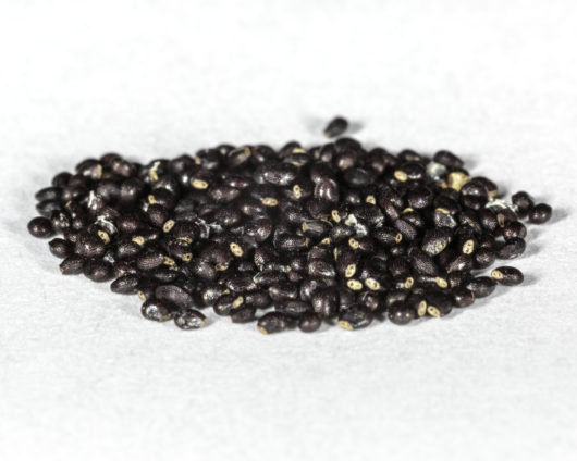 An angled front view of a small pile of Trichocereus huascha (Red Torch Cactus) seeds.