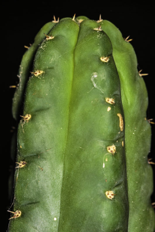 A photograph of the tip of a mature Trichocereus pachanoi (San Pedro) cactus.