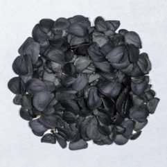 A top down view of a small pile of Yucca elata seeds.