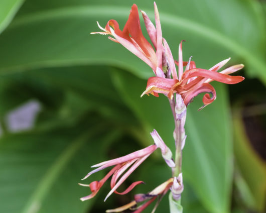 A photograph of a node of Canna edulis (Edible Canna) flowers.