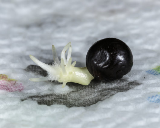 A photograph of a Canna edulis (Edible Canna) seed that was germinated in a paper towel after it had been scarified and soaked in water for 24 hours.