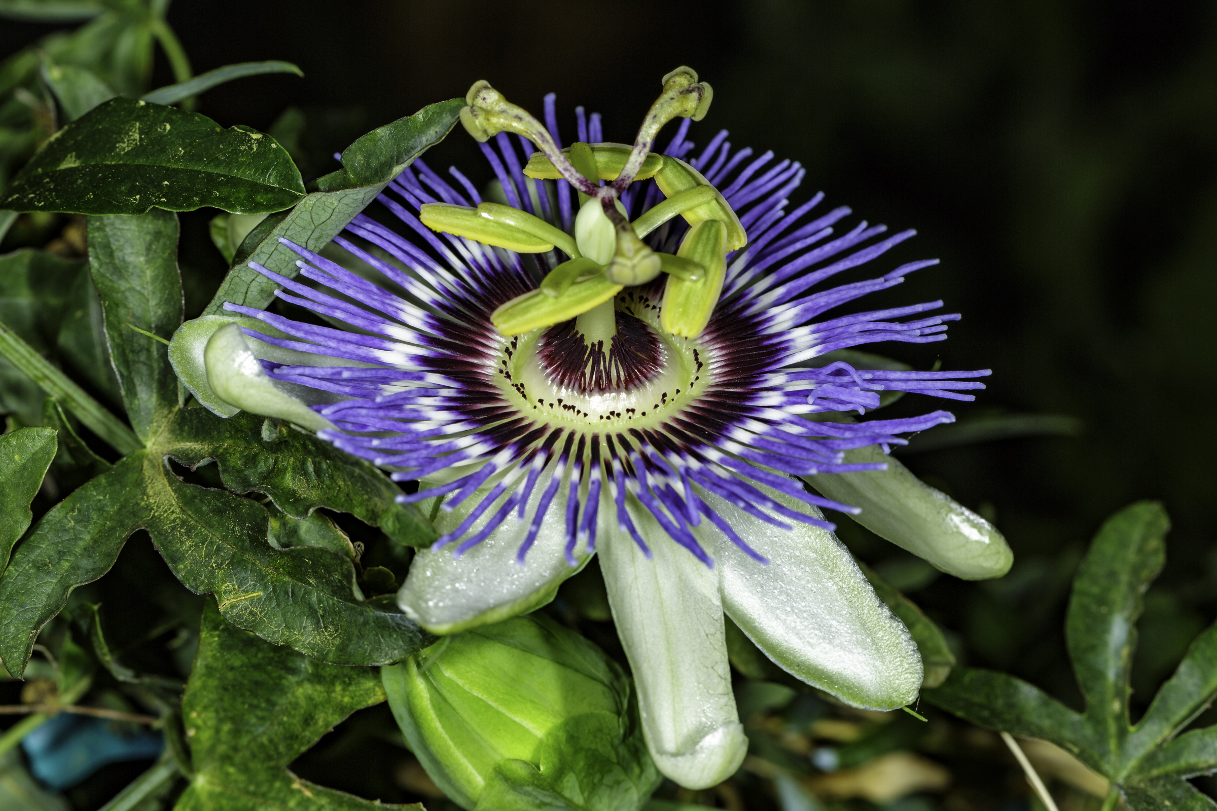 A close-up photograph of a Passiflora caerulea (Blue Passionflower) bloom. 