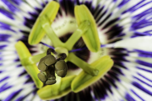 A macro photograph of a Passiflora caerulea (Blue Passionflower) bloom.