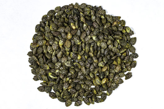 A top down view of a small pile of Passiflora caerulea (Blue Passionflower) seeds.