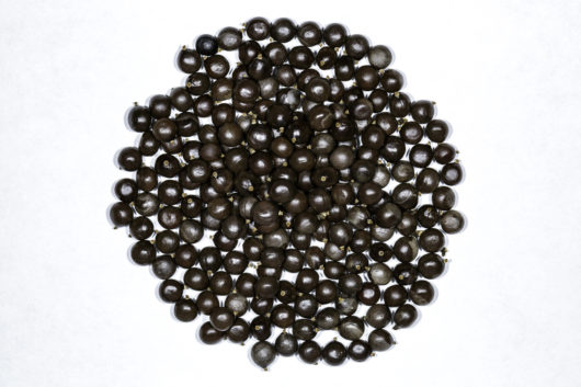 A top down view of a small pile of Koelreuteria bipinnata (Chinese Golden Rain Tree) seeds.