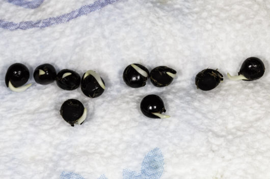 Ten Koelreuteria bipinnata seeds that have germinated in a moist paper towel stored inside a plastic bag. All ten seeds germinated after only three days once they were in the paper towel. Prior to the paper towel, The seeds were stored in the fridge for 30 days mixed in a small bag of moist sand.