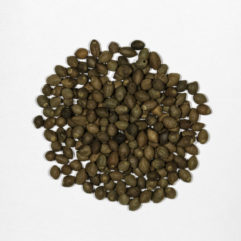 A top down view of a small pile of Rivea/Turbina corymbosa seeds.