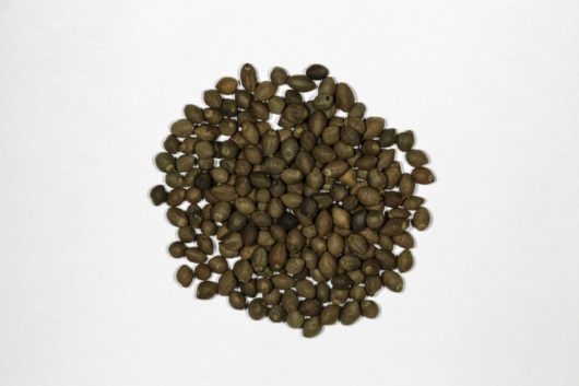 A top down view of a small pile of Rivea/Turbina corymbosa seeds.
