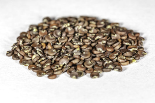 A front angled photograph of a small pile of Althaea officinalis (Marshmallow) seeds.