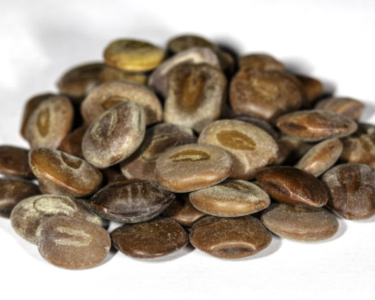 A front angle photograph of a small pile of Acacia / Senegalia berlandieri seeds.