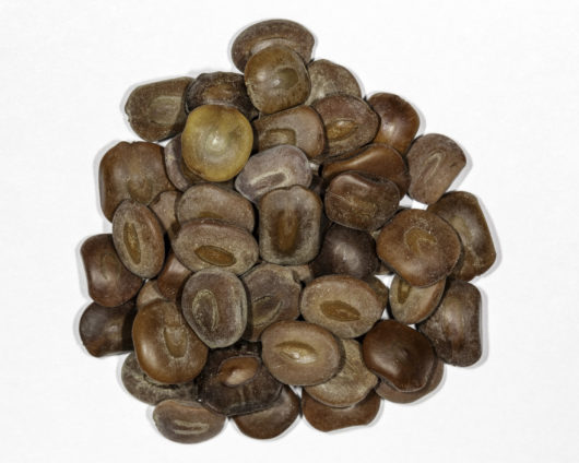 A top down photograph of a small pile of Acacia / Senegalia berlandieri seeds.