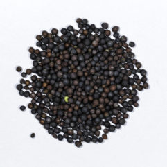 A top down photograph of a small pile of heirloom Red Russian kale seeds.
