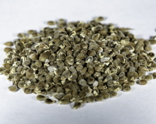 A front angle view of a small pile of Polygala tenuifolia (Chinese Senegal) seeds.