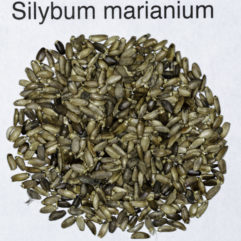 A top down view of a small pile of Silybum marianum (Milk Thistle) seeds.