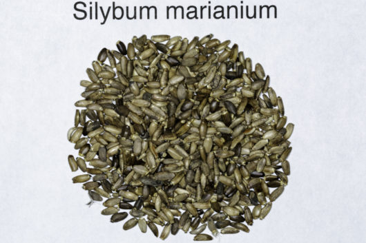 A top down view of a small pile of Silybum marianum (Milk Thistle) seeds.