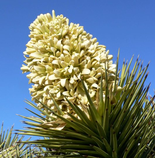 A close-up photograph of a Yucca brevifolia (Joshua Tree) bloom.
