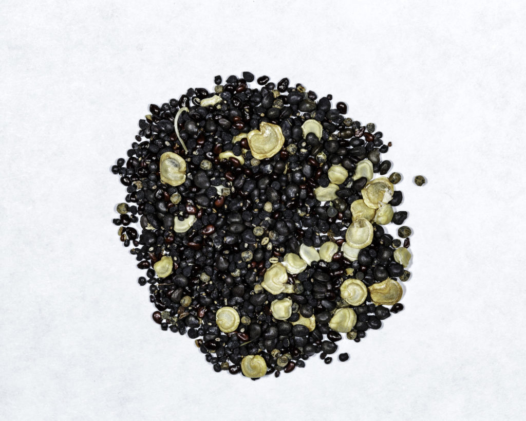 Cactus Seed Mix NDG Botanicals