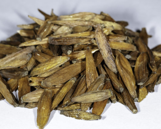 A front angle view of a small pile of Camptotheca acuminata (Cancer Tree) seeds.