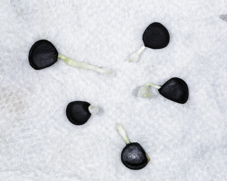 Yucca brevifolia (Joshua Tree) Seeds NDG Botanicals