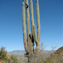 A mature Saguaro (Carnegiea gigantea) cactus growing in the desert.
