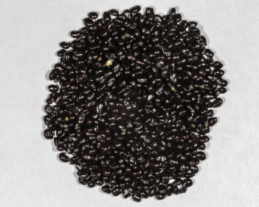 A top-down macro picture of Saguaro (Carnegiea gigantea) seeds in a small pile.